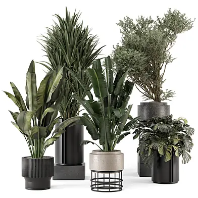 Indoor Plants  in rusty Concrete Pot - Set 1702