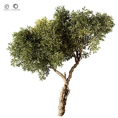 tree vol 11