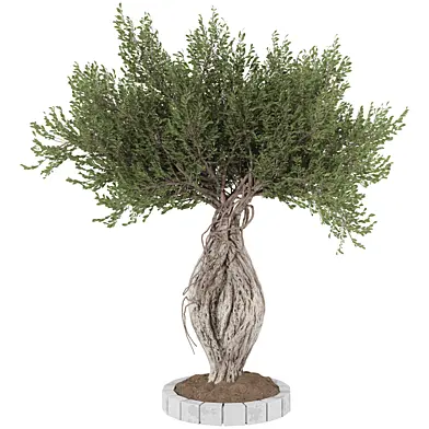 Tree Collection Set 214