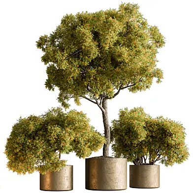 Indoor Plant 587 -Tree in Pot