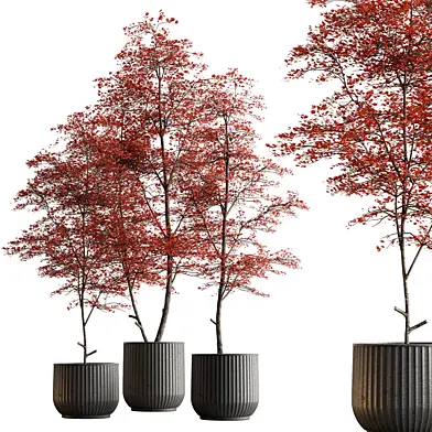 Indoor Plant 591 -Tree in Pot