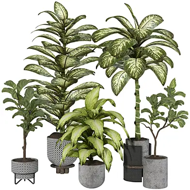 Dieffenbachia and ficus lyrata Tropic Tree Collection 215