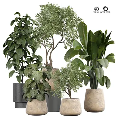 indoor Plant 421