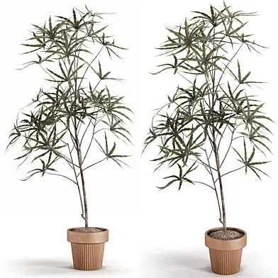 Indoor plants