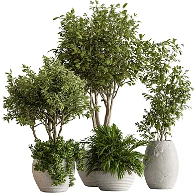 Indoor Plant 600 -Tree in Pot