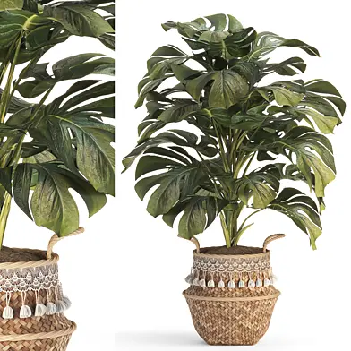 Indoor Plant Set -20