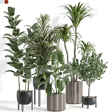 Indoor plant 66