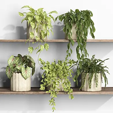 plants on shelf 16