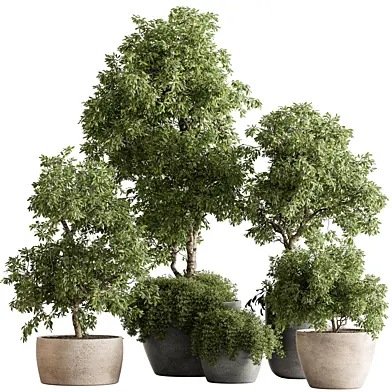 Outdoor Plants 573 - Tree in Pot