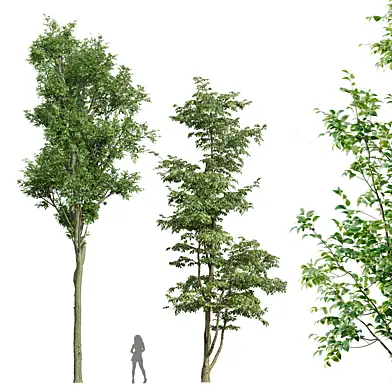 Carpinus Betulus and Celtis Australis