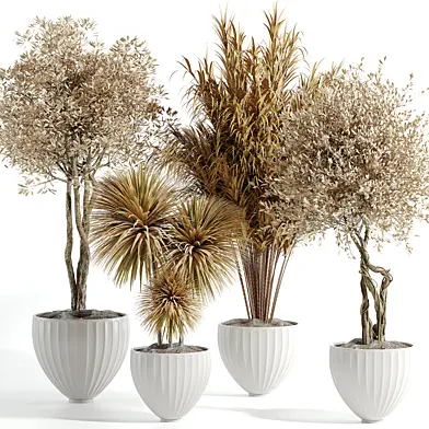 indoor Plant Set 083 Dry Plants