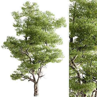 Hackberries Tree Set 257