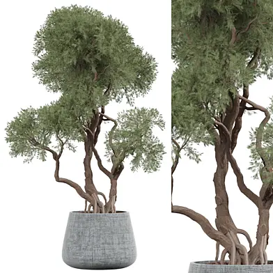 indoor Plant 436