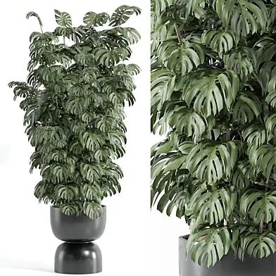 indoor plant - set 71
