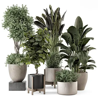 Indoor Plants  in rusty Concrete Pot - Set 1817