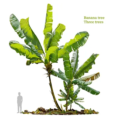 Banana tree 03