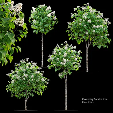 Catalpa tree 02