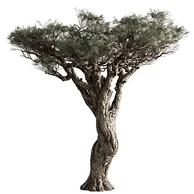 Monterey Cypress Tree 277
