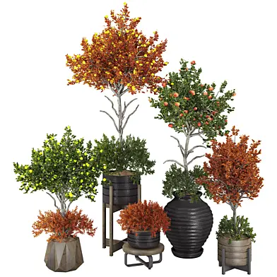Indoor Lemon Tree Collection in Pot 243