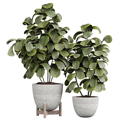 indoor Plant 448