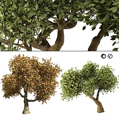 Summer and Fall Trees 3D Model Pack
