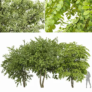 European spring 3Trees