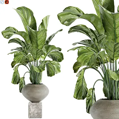 Indoor plant 37