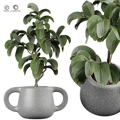 indoor Plant 456