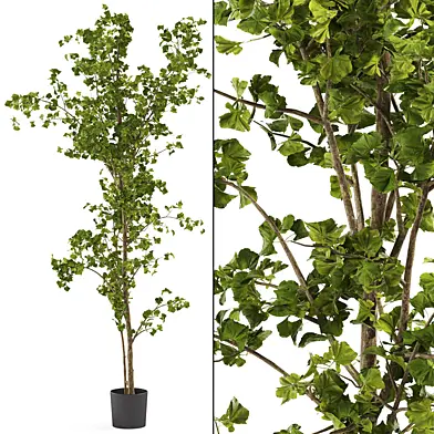 Ginko tree Potted