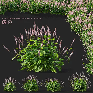 Горец свечевидный цветы | Persicaria amplexicaule Rosea