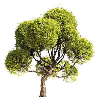 Spherical tree 003
