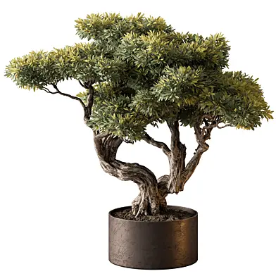 indoor Plant 646 - Bonsai Plant