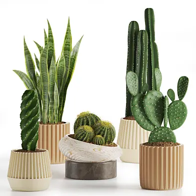 Indoor Plant Cactus Set 01