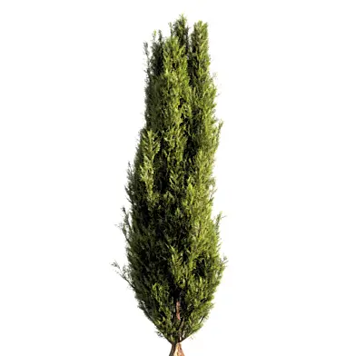 bush tree 012