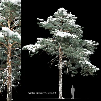 Winter pinus sylvestris 02