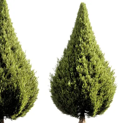 bush tree 020