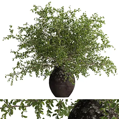 indoor potted plant set