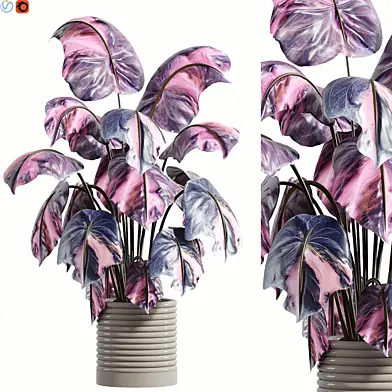Indoor plant 73