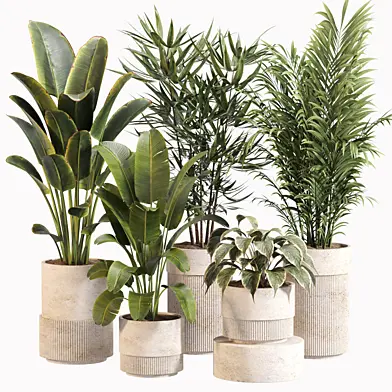 Indoor Plant Set 031