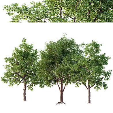 American Elm and Ash Tree