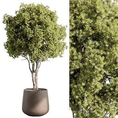 Outdoor Plants 596 - Tree in Pot
