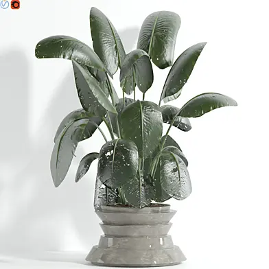 Indoor plant 95