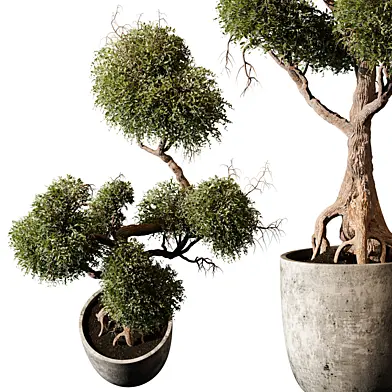 indoor Plant 474
