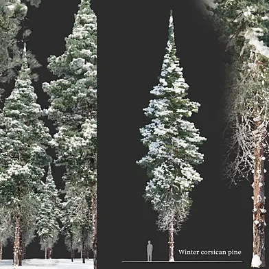 Winter corsican pine
