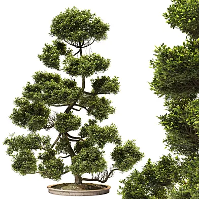 Cloud Pruned Tree