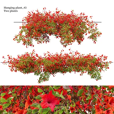 Hanging plant 43
