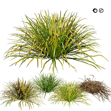 Dwarf Mondo Grass shrubs 3D Pack