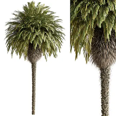 Windmill Palm - Tree Set 288