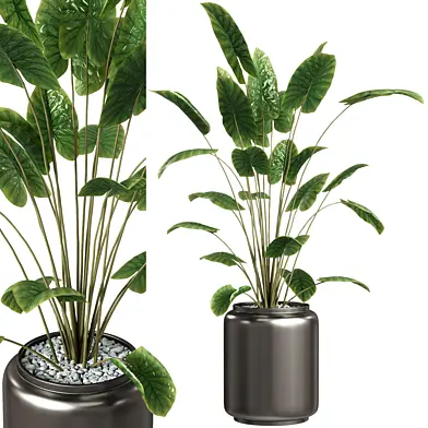 Indoor Plants - 28 Plant in pot