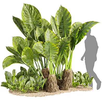 Collection plant vol 555 - Alocasia - Macrorrhizos - gian - taro